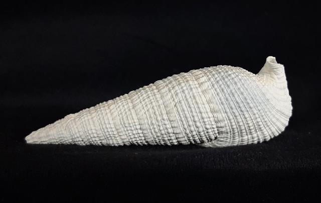Cerithium (Cerithioclava) dalli OLSSON & PETIT 1964  - Bild © FossNet FossilienStore